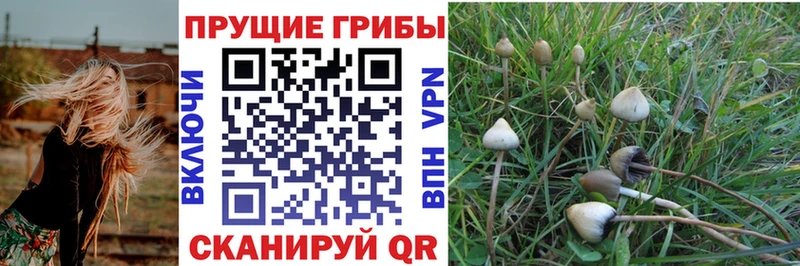купить   ОМГ ОМГ сайт  Галлюциногенные грибы Magic Shrooms  Темников 